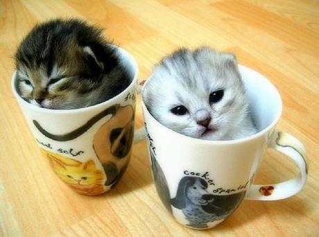 �i����j